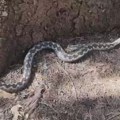 (Foto) šokantne fotografije sa hrvatskog primorja: Najopasnija evropska otrovnica pronađena u automobilu: "Zatvorite prozore i…