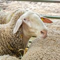 Ovo su nove cene stoke u Srbiji: prasad i jagnjad poskupeli, otkup bikova pao