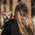 Ljubav na određeno vreme: Kinezi napravili aplikaciju za iznajmljivanje psa na sat