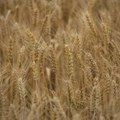 Kina će domaćom pšenicom više nahraniti stoku