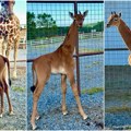 Jedina na planeti: U zoološkom vrtu u Tenesiju rođena žirafa bez pega, otvoren konkurs za njeno ime VIDEO/FOTO