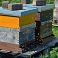 Pčelari od naredne godine dobijaju 1.000 dinara po košnici