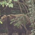 Četiri medveda upala na imanje u selu kod pljevalja i napravila pokolj Jedva izvukao živu glavu