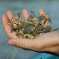 Tisa cveta zbog ljubavi: Svadbeni ples insekata, nestvaran prizor (foto/video)