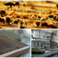 Od pčelarskog otpada do kozmetičkog zlata! Ono što su pčelari bacali danas može da vredi milione