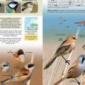 Objavljen prvi sveobuhvatni vodič za raspoznavanje divljih ptica na srpskom jeziku