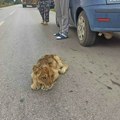 Ljudi i dalje ne mogu da dođu sebi - lav u Subotici?! Šokirani gledaju u "kralja životinja", izašao iz kukuruza! (foto)