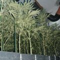 Otkrivena laboratorija marihuane: Zaplenjeno 428 biljaka indijske konoplje