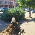 Palo drvo u glavnoj ulici!