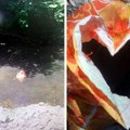 Uhapšen zlostavljač životinja Snimao mučenje i ubijao životinje na svirep način, pa objavljivao na društvenim mrežama