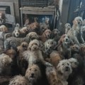 Jeziva scena iz jedne kuće: 250 pasa živelo u paklu, ljudi mislili da je fotografija lažna, a onda su saznali istinu