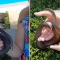Devojčica iz Vranja bez straha uzela zmiju golim rukama: Životinja joj se obavila oko ruke (Video)