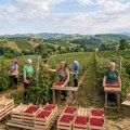 MALINARI beračima nude dnevnicu od 6.000, hoće li Kragujevčani da rade za te pare?