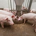 Cene stoke u Srbiji variraju: Dok telad poskupljuje, jagnjad i svinje u padu