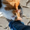 Veterinari otkrili kako da zaštitite mačke od velikih vrućina: Mnogi ih puštaju mačke napolje, a ne znaju kakav rizik…