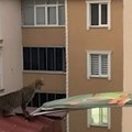 Mačka danima bila zarobljena na krovu, žena je spasila uz pomoć obične daske za peglanje (video)