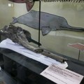 У Перуу пронађен фосил речног делфина стар 16 милиона година