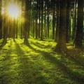 Srbiji nedostaje 200 miliona stabala, pod šumom nedovoljnih 29 odsto teritorije