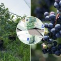 Dnevnica ide i do 5.000 dinara: Sve manje sezonskih radnika, posao naporan, ali zarada odlična