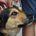 Ovo je najteže vreme za pse: Jedan potez vlasnika tokom leta za njih znači kraj