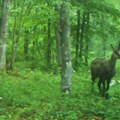 Divlje lepotice ponovo u Srbiji posle pola veka: Žive na nepristupačnim terenima, ponos su visokih litica