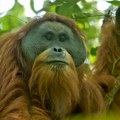 Bojazan da su poslednje jedinke najugroženijeg orangutana na svetu stradale u poplavama na Sumatri