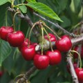 Стигле прве домаће трешње - увозне дупло скупље