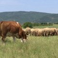 Povećan stočni fond u Bujanovcu i Preševu