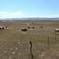 Suša pogodila Sjeničko-peštersku visoravan, bez vode 26 sela i zaseoka