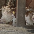 Mlekari iz Mačvanskog okruga traže hitan sastanak: „Problemi ne mogu da čekaju izbore!“