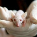 Kanada zabranila testiranje kozmetike na životinjama