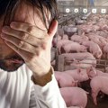 Branko u danu izgubio 300 svinja Potresna ispovest uzgajivača iz Loznice: "Ništa nije moglo da dođe do njih, Ne znam šta je…