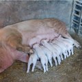 Tanasković: Ne eutanaziraju se zdrave svinje, mogu se iskoristiti za svinjokolj