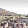 Divlji konji na Suvoj planini dva meseca bez vode