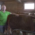 Goran kupio 16 krava, napunio štalu i napravio veselje za 300 ljudi (foto)