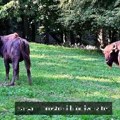 Na Frušku goru stigla dva nova bizona iz Češke (VIDEO)