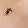 Šapić šalje avijaciju na komarce: Pčele bez vlasnika neće imati ko da zaštiti