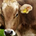 Zbog suše stoka bez ispaše Agroprofit traži da stočari koriste pašnjake javnih preduzeća
