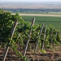 Američki naučnici razvili biorazgradiv materijal od čokota vinove loze, cilj smanjenje plastičnog otpada