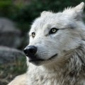 Evropskom vuku preti izumiranje zbog porasta broja hibridnih vukova