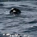 Ribar Stefan u Jadranu snimio prizor koji se retko viđa: Pogledajte kako simpatična malena glava viri iz vode