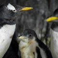 Nepoznata zaraza izazvala pomor pingvina u holandskom zoološkom vrtu