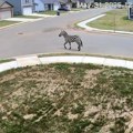 VIDEO: Pitoma zebra po imenu Ed uhvaćena nakon više dana bekstva