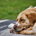 Jedan pas ispred bolnice podseća nas šta znači ljubav koja leči