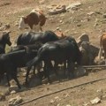 Ugrožene stotine krava i konja: Dok čekaju pomoć, stočari najavljuju i put do Beograda na vodi