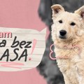 "Rasa bez glasa": Direct Media poziva na podršku napuštenim životinjama