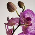 Nije nimalo naivno: Šta poručujete ako nekome poklonite orhideju za 8. mart?