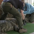 Slepi monstrum od 340 kila Policajci upali u kuću, kada su videli šta pliva u bazenu odmah su digli uzbunu (foto)