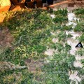 Otkrivena laboratorija droge u Čačku! Policija uhapsila muškarca (44) iz Inđije: U stanu našli 103 stabljike marihuane i…