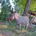 Konjički klub iz Niške Banje izgubio magaricu Micu, pomozimo da je pronađu